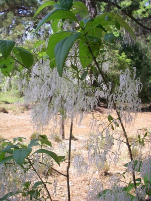 Fringe Tree